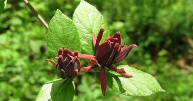 Illatos fűszercserje (Calycanthus floridus)