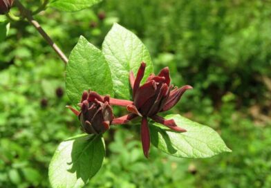 Illatos fűszercserje (Calycanthus floridus)
