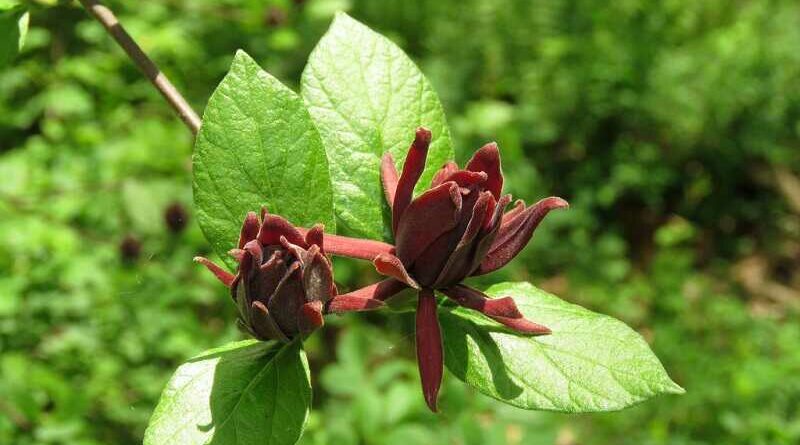 Illatos fűszercserje (Calycanthus floridus)