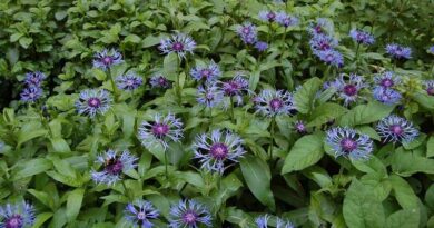 Imola (Centaurea)