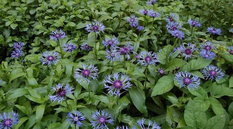 Imola (Centaurea)