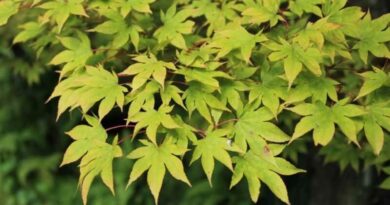 Japán juhar (Acer palmatum)