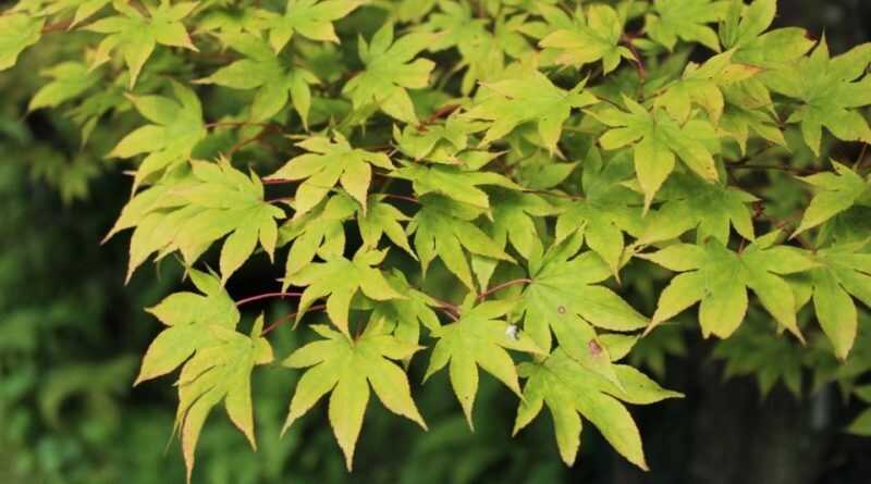 Japán juhar (Acer palmatum)