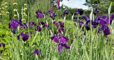 Japán nőszirom (Iris ensata)