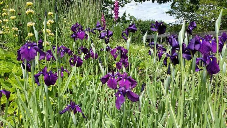 Japán nőszirom (Iris ensata)