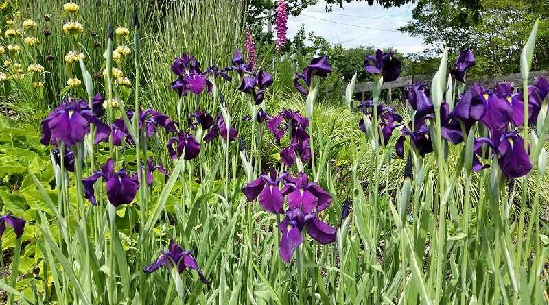 Japán nőszirom (Iris ensata)