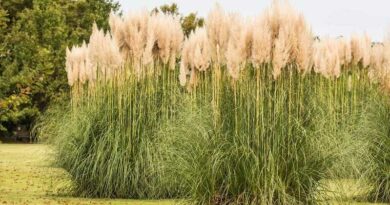 Japánfű (Miscanthus sinensis)