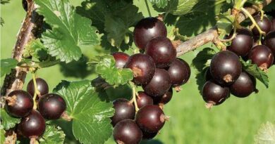 Josta (Ribes nidigrolaria)