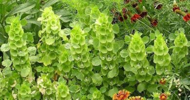 Kagylóvirág (Moluccella laevis)