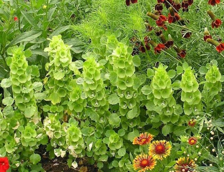 Kagylóvirág (Moluccella laevis)