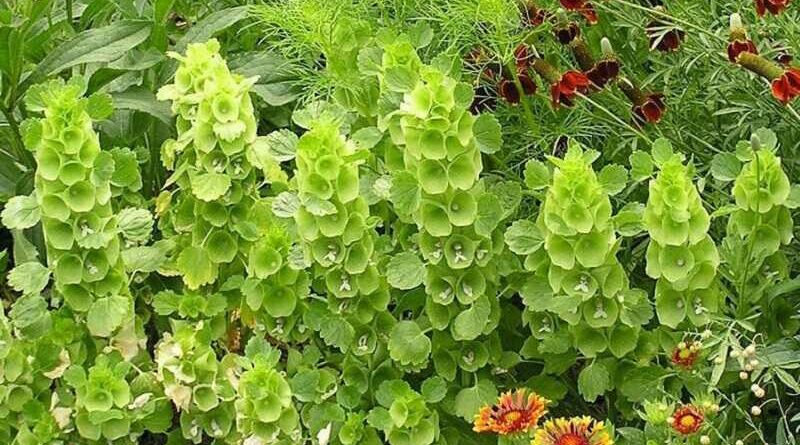 Kagylóvirág (Moluccella laevis)