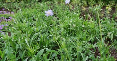 Kaukázusi ördögszem (Scabiosa caucasica)