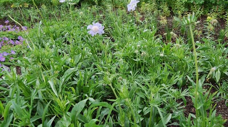 Kaukázusi ördögszem (Scabiosa caucasica)