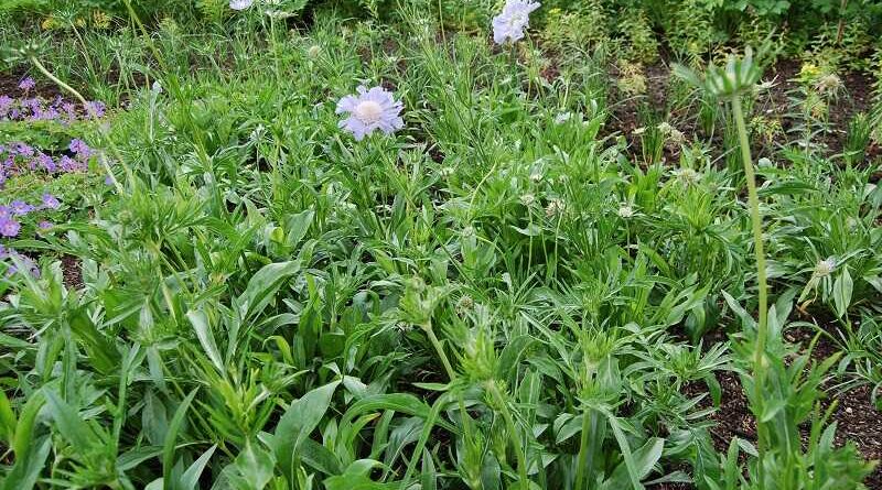 Kaukázusi ördögszem (Scabiosa caucasica)