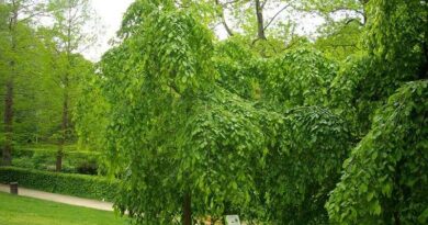 Közönséges gyertyán (Carpinus betulus)