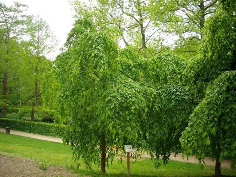 Közönséges gyertyán (Carpinus betulus)