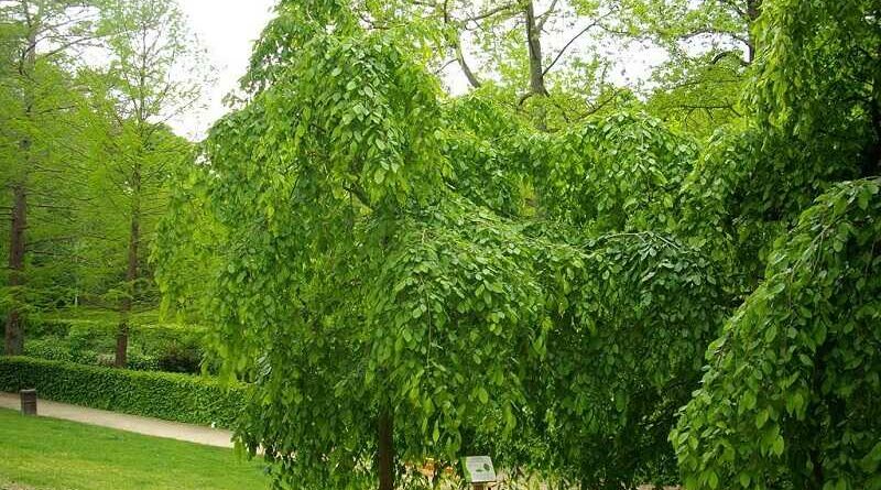 Közönséges gyertyán (Carpinus betulus)