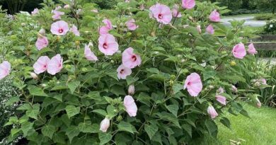 Mocsári hibiszkusz (Hibiscus moscheutos)