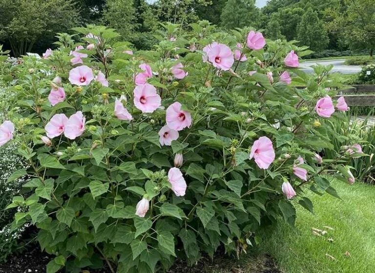 Mocsári hibiszkusz (Hibiscus moscheutos)