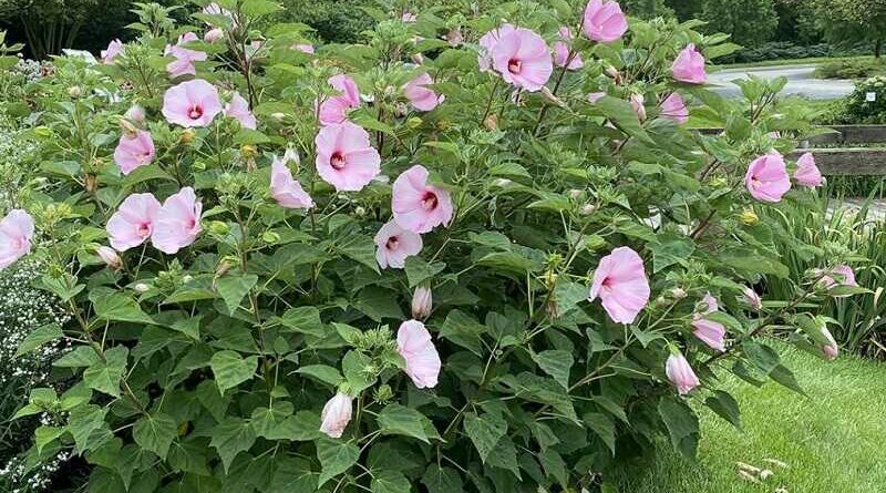 Mocsári hibiszkusz (Hibiscus moscheutos)