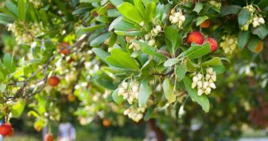 Nyugati szamócafa (Arbutus unedo)