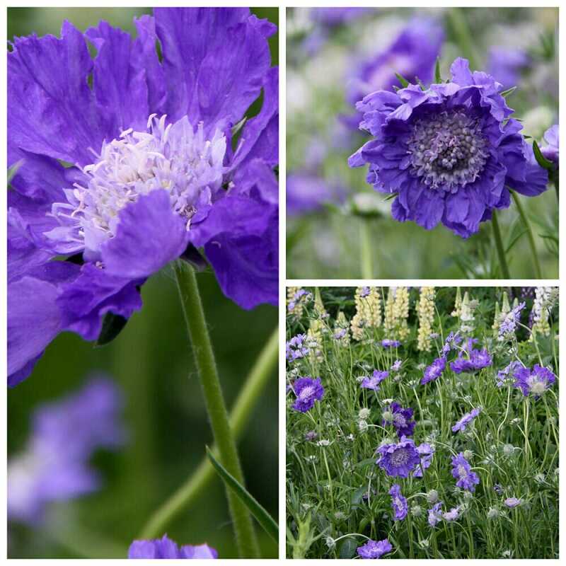 Kaukázusi ördögszem (Scabiosa caucasica)