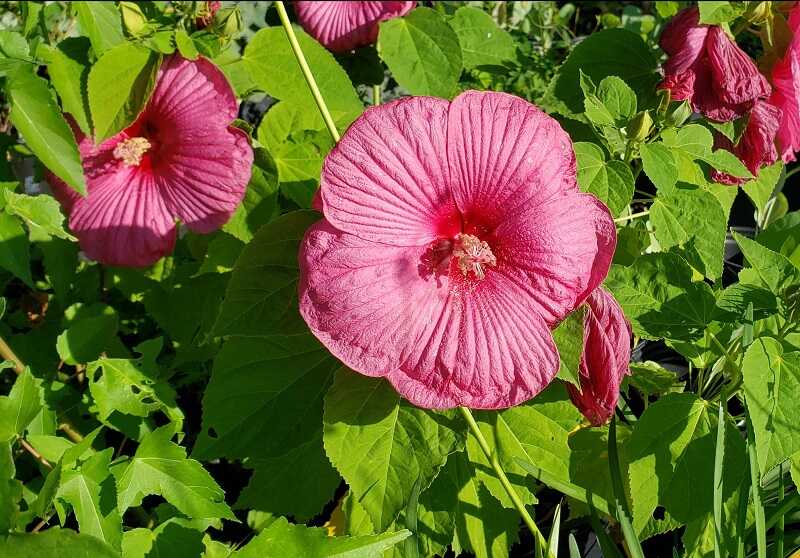 óriás hibiszkusz