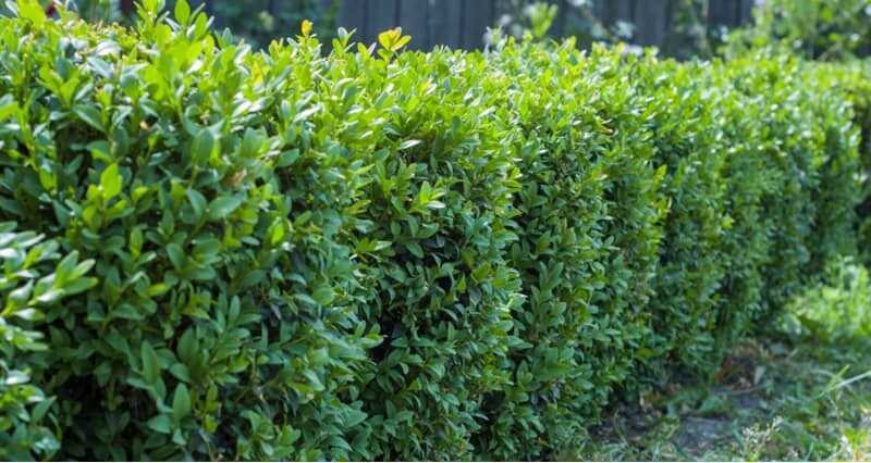 Örökzöld puszpáng (Buxus sempervirens)