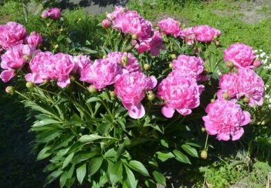 Pünkösdi rózsa (Paeonia officinalis)