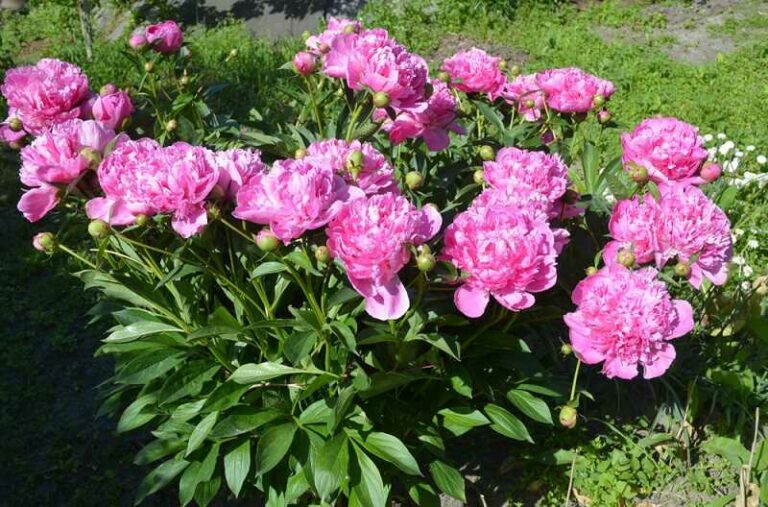 Pünkösdi rózsa (Paeonia officinalis)