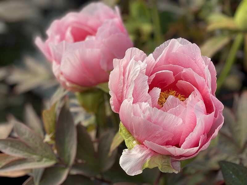 Pünkösdi rózsa (Paeonia officinalis)