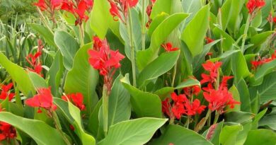 Rózsanád (Canna indica)