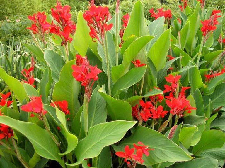 Rózsanád (Canna indica)