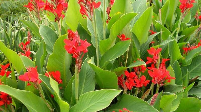 Rózsanád (Canna indica)