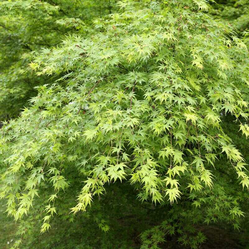 Ujjas juhar (Acer palmatum)
