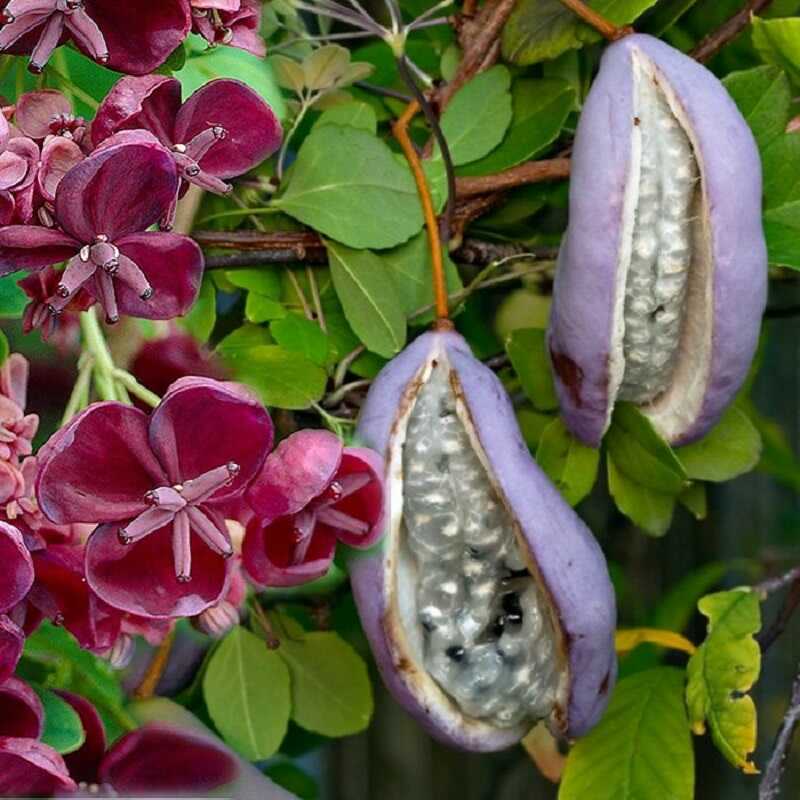 ötlevelű akebia (Akebia quinata) virága és gyümölcs