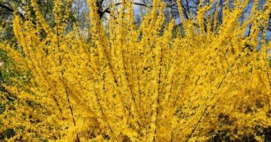 Aranycserje (Forsythia)