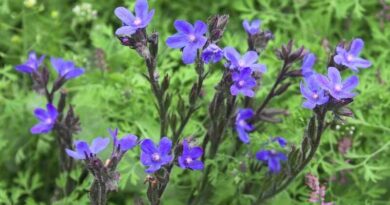 Atracél (Anchusa)