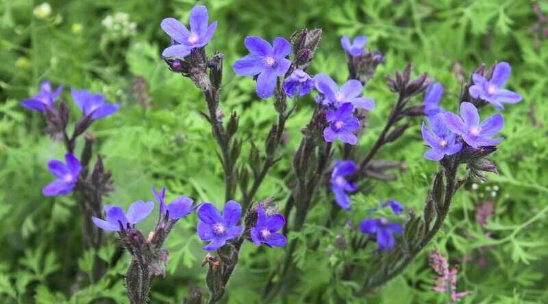 Atracél (Anchusa)