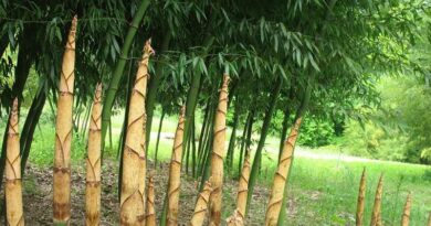 Bambusz (Phyllostachys)