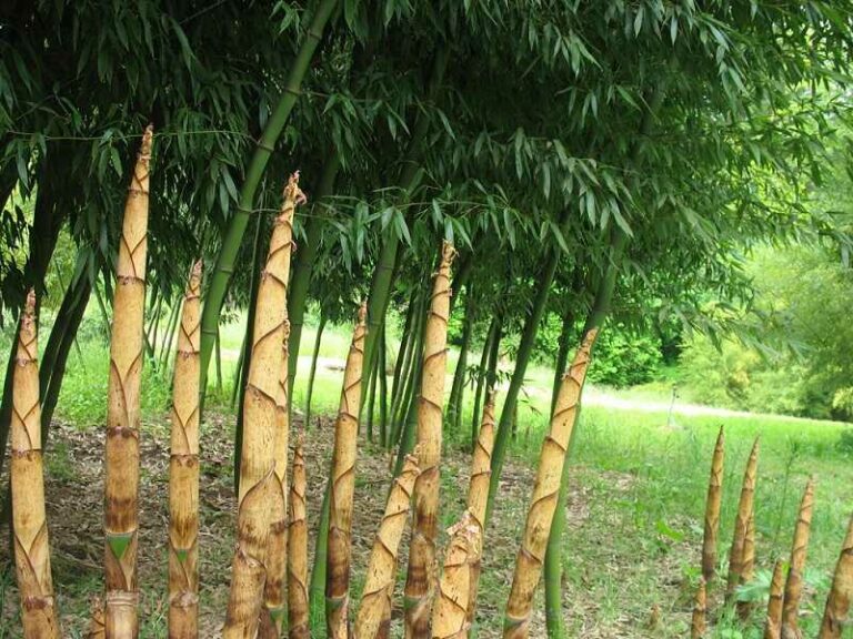 Bambusz (Phyllostachys)