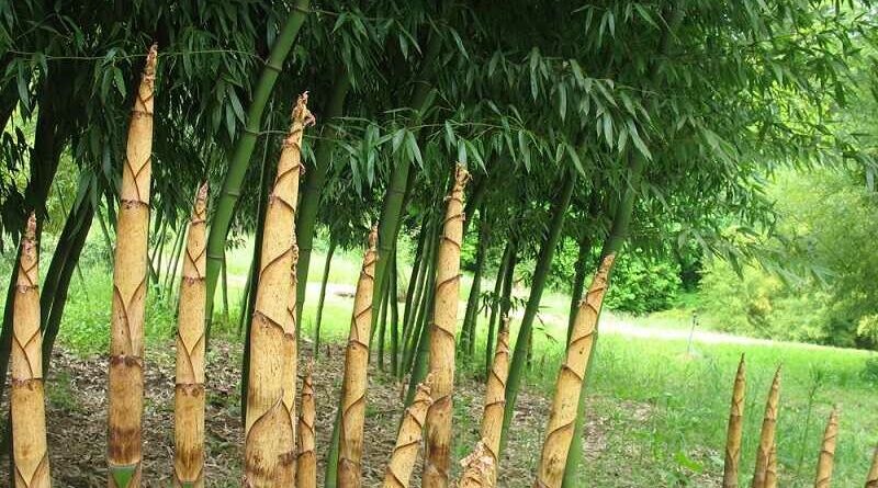 Bambusz (Phyllostachys)
