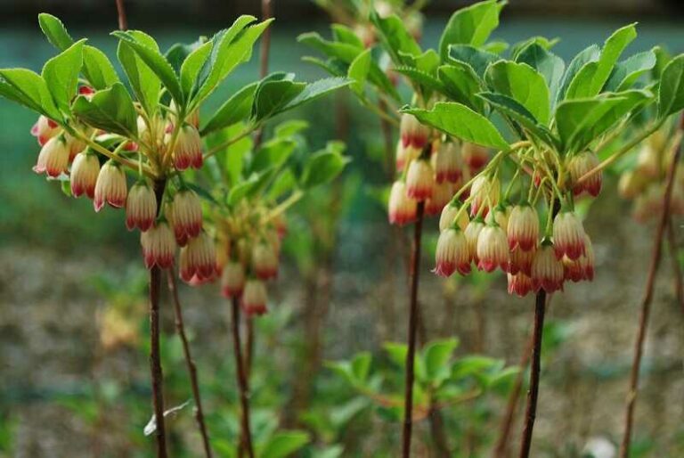 Csengőbojt (Enkianthus)