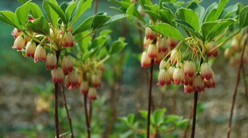 Csengőbojt (Enkianthus)