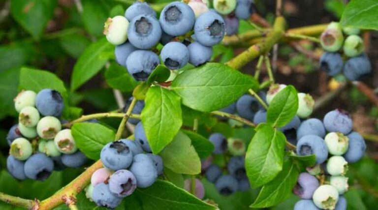 Fekete áfonya (Vaccinium myrtillus)