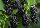 Fekete szeder (Rubus fruticosus)