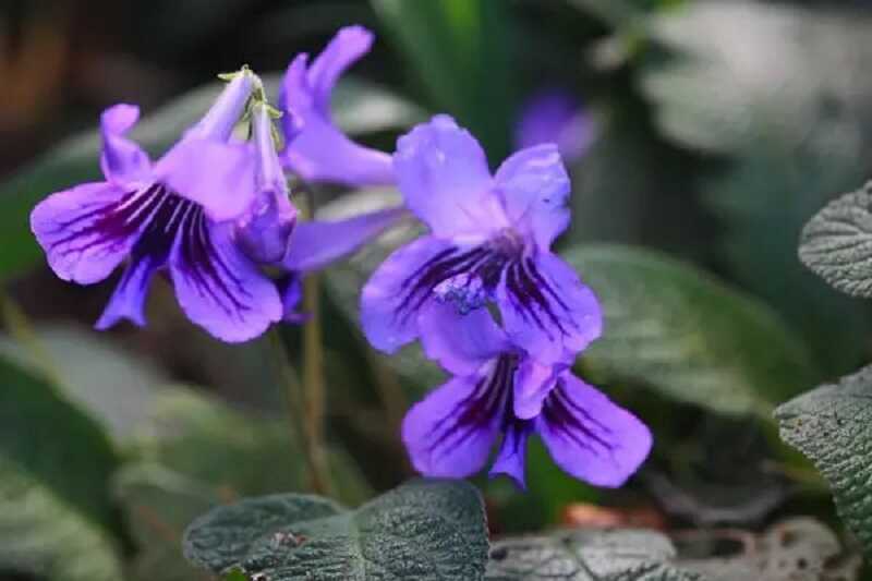 Fokföldi kankalin (Streptocarpus)