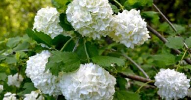 Labdarózsa (Viburnum opulus 'Roseum')