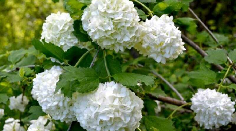 Labdarózsa (Viburnum opulus 'Roseum')