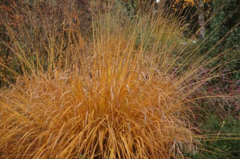 magas kékperje (Molinia arundinacea)